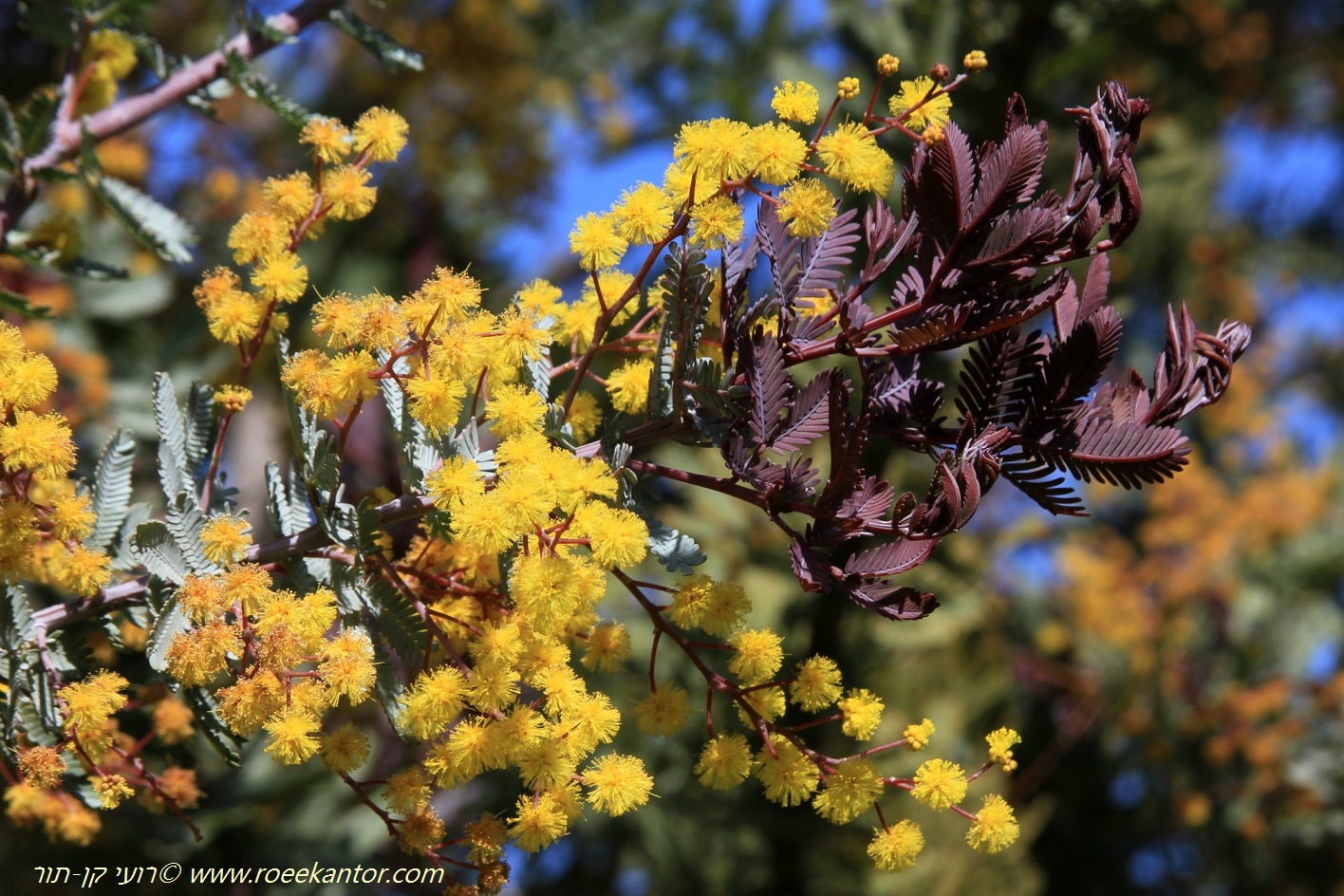 acacia baileyana